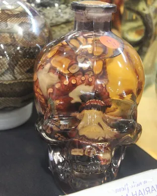 Oddities and Curiosities Expo Tampa